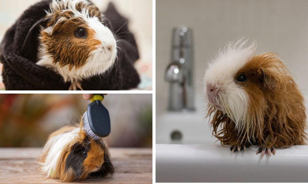 A Comprehensive Guide to Bathing and Grooming Guinea Pigs