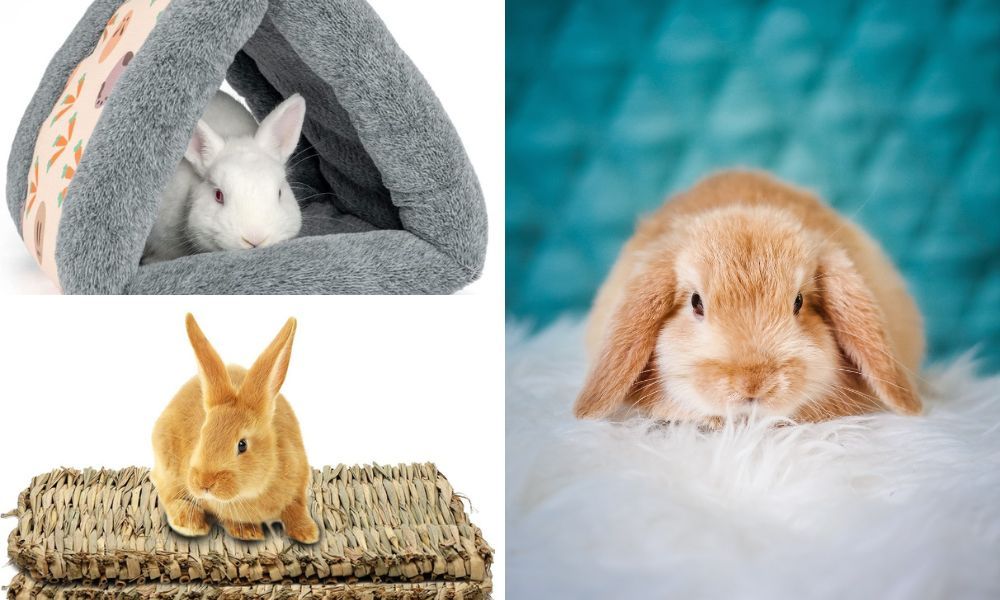 5 of the Best Beds For Your Rabbit in 2023