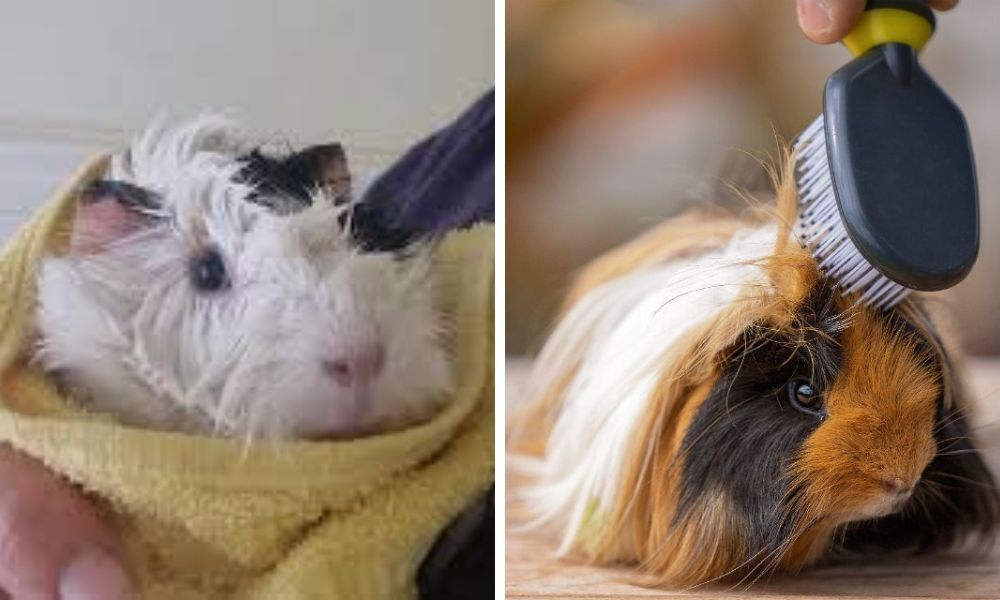 The Ultimate Guide to Guinea Pigs Grooming to Stay Healthy and Happy