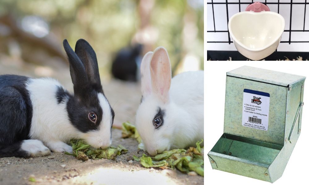 Top 5 Rabbit Feeders for Your Furry Pal