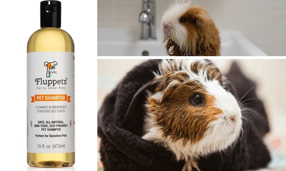 The Benefits of Using Natural Shampoos on Guinea Pigs