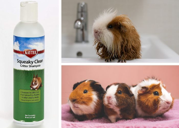 What is the Best Shampoo for Guinea Pigs?