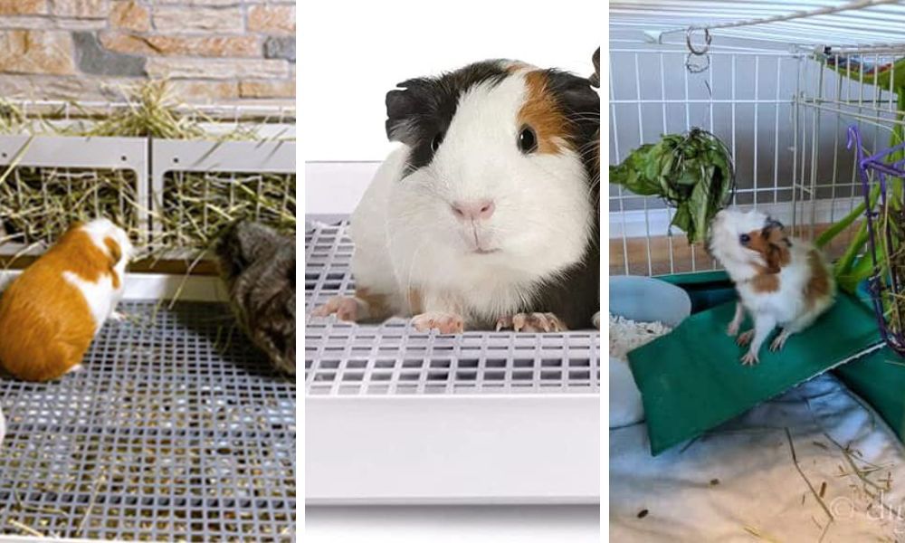 Choosing the Right Type of Bedding or Litter For A Guinea Pig’s Litter Box