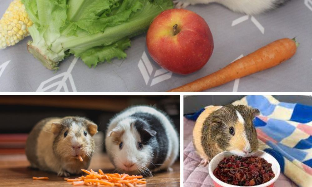 The Definitive Guide To Feeding Your Guinea Pig Treats