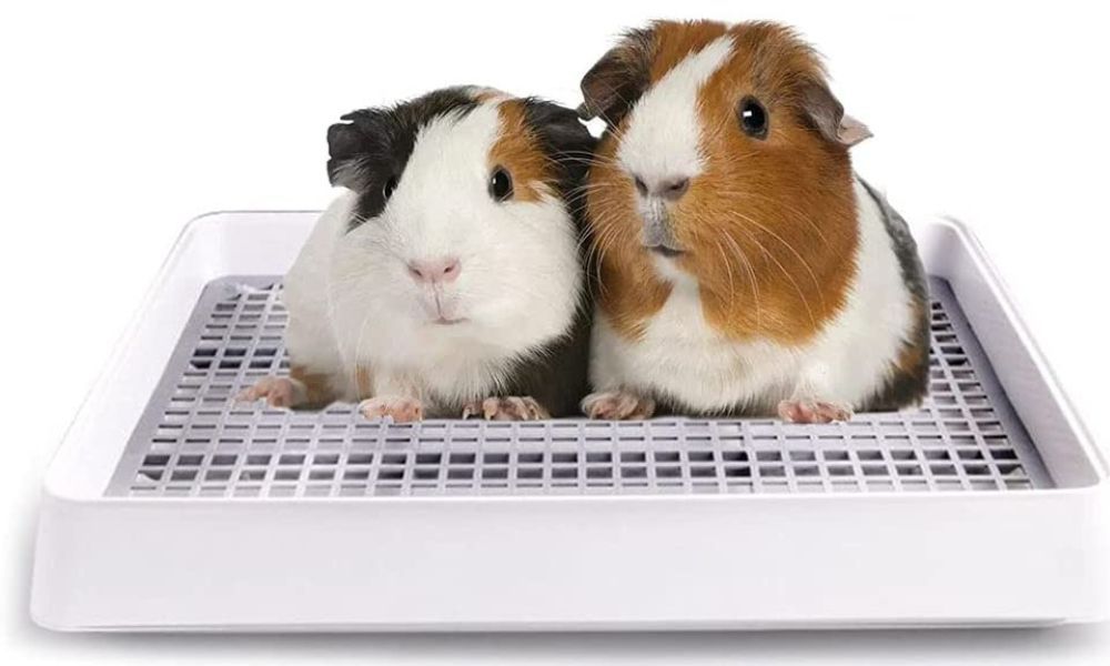 Guinea Pig Litter Box Tips on Cleaning and Maintaining