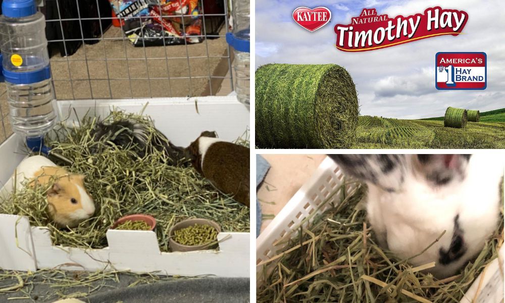 Discover Your Small Pet's Favorite AllNatural Kaytee Hay Kaytee Timothy Hay Plus Carrot!