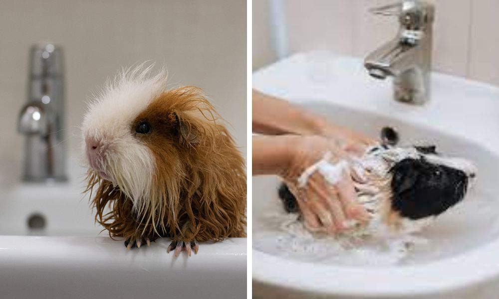 Do Guinea Pigs Need A Bath? Yes, But With The Right Guinea Pig Shampoo