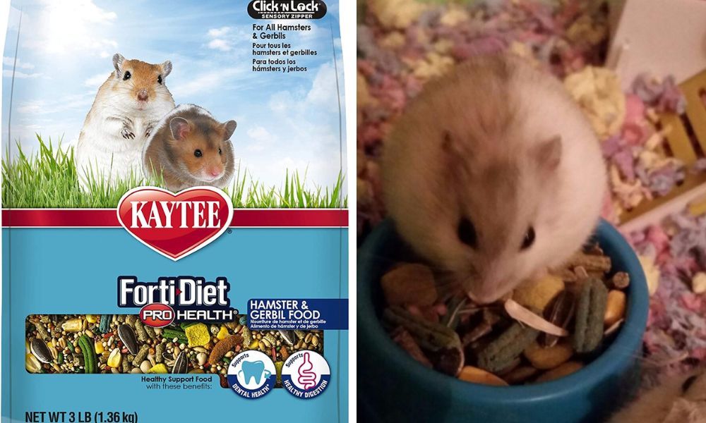Discover the Benefits of Kaytee FortiDiet Pro Health The Perfect
