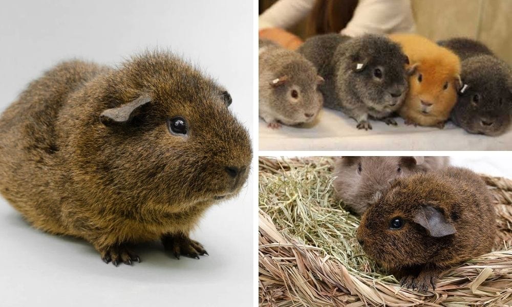 The Complete Profile of Rex Guinea Pig History, Characteristics, and Care