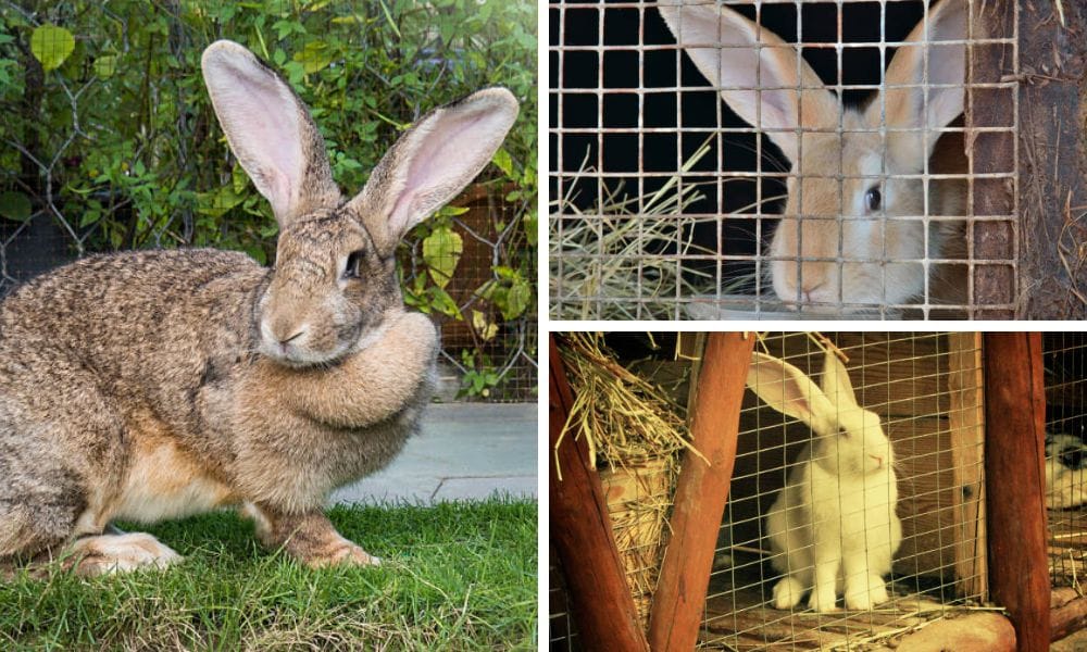 Exploring the XL Rabbit Hay Feeder: A Detailed Overview for Large Breed ...