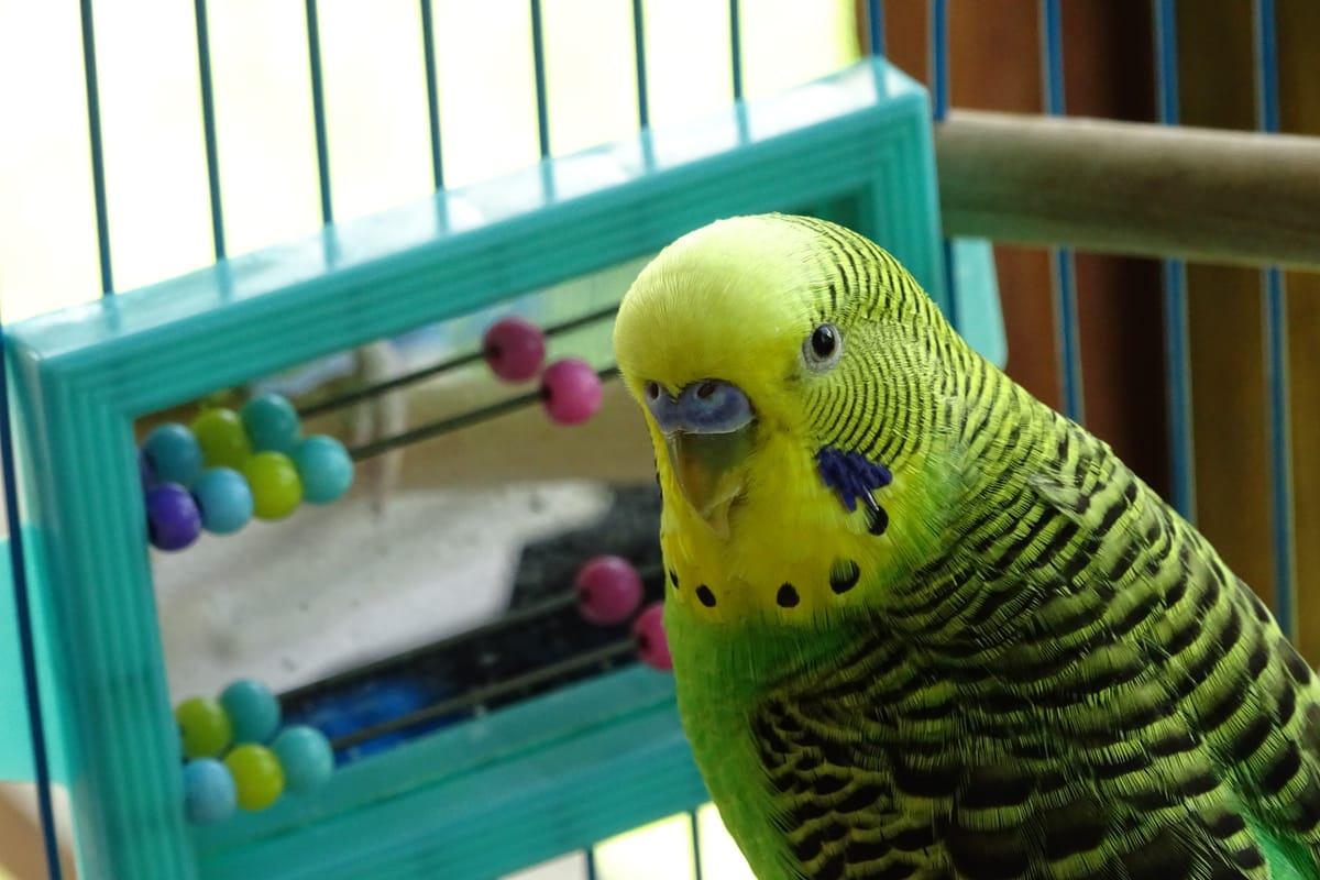 Toys For Parakeets Best 3 Options to Keep Your Bird entertained