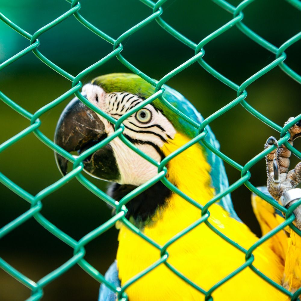 Macaw Cage