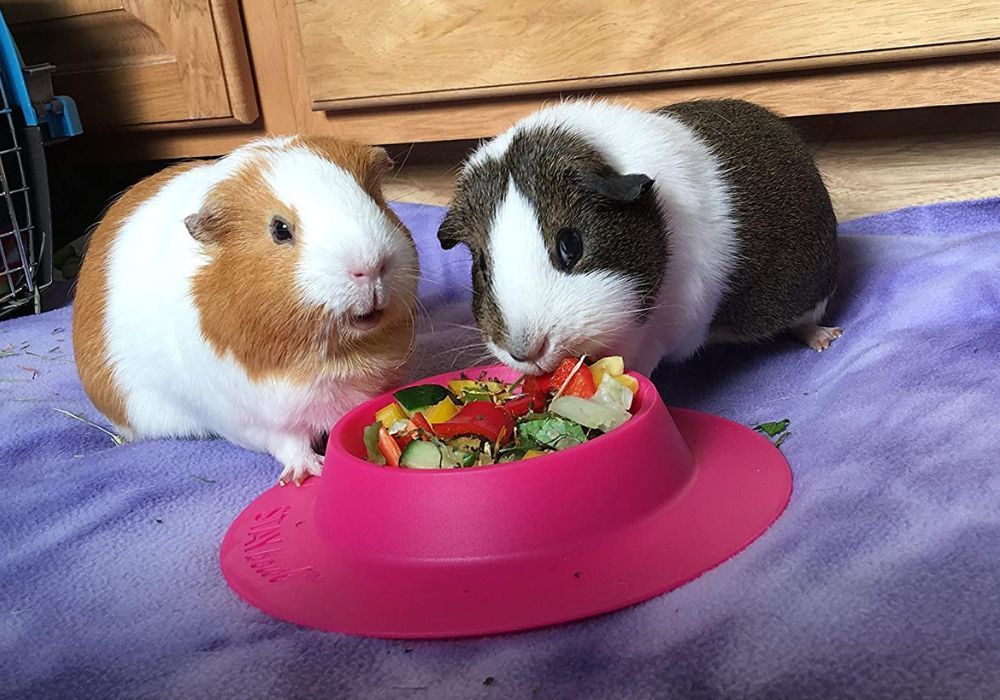 Food Bowls for Guinea Pigs