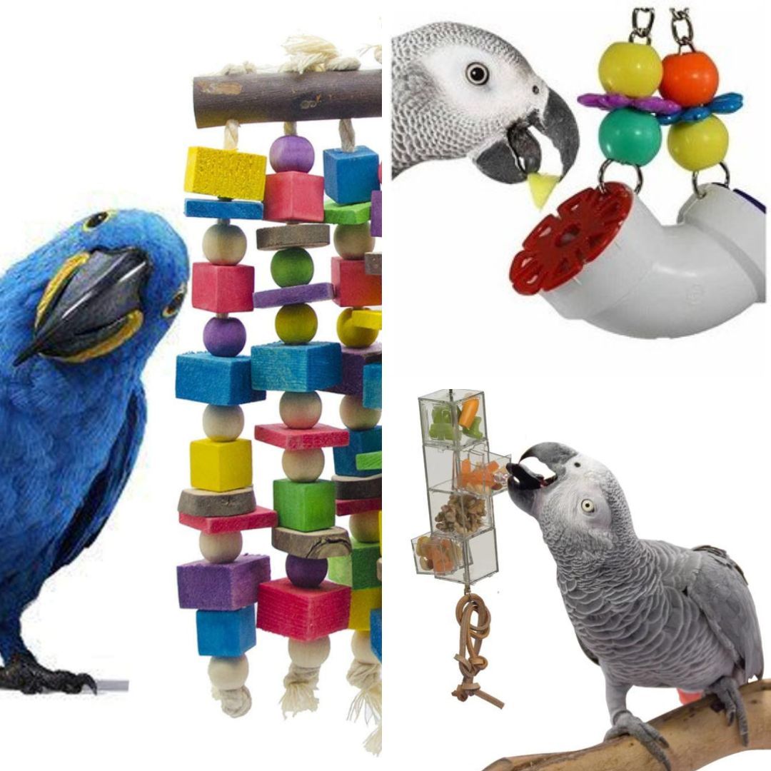 Foraging Toys for Birds