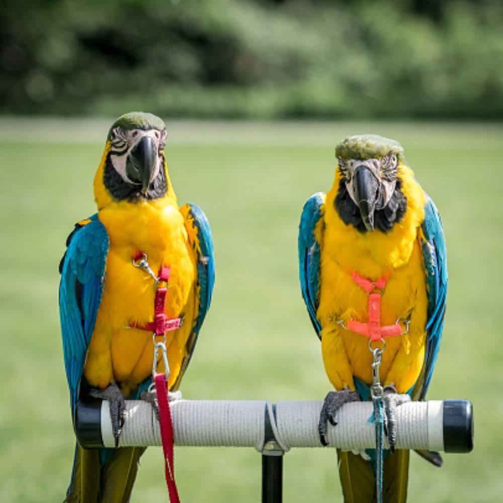 Macaw Harness