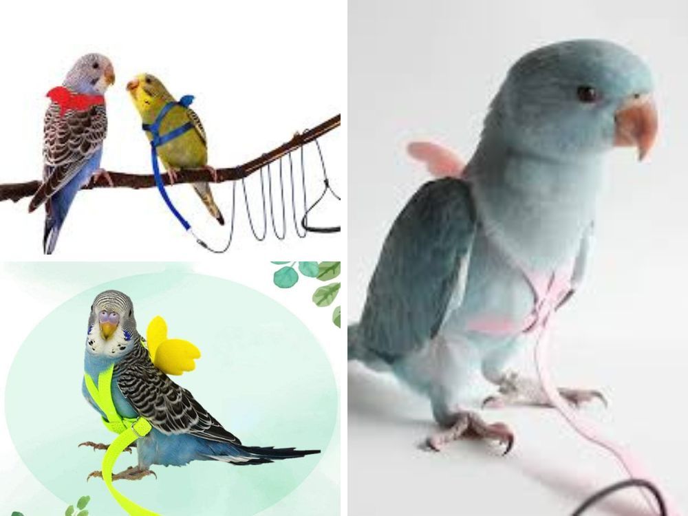 Parakeet Harness and Leash