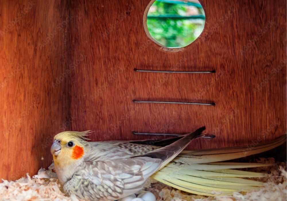 Cockatiel Nesting Box