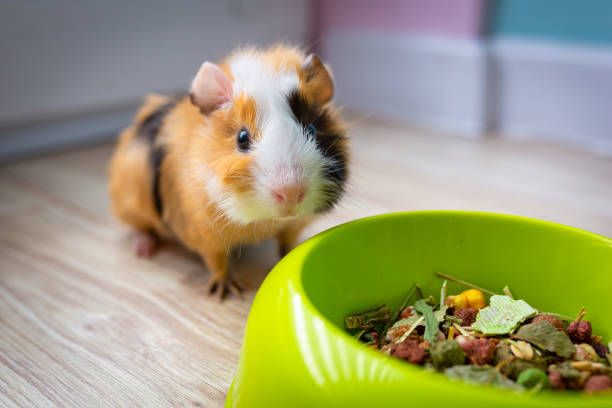 Food Bowls for Guinea Pigs