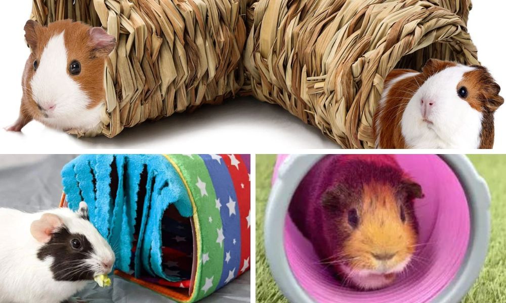 The 5 Best Guinea Pig Tunnels You Can Buy in 2023