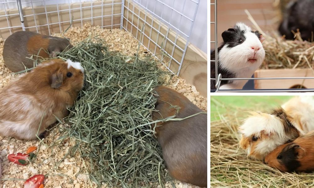 Different Types or Hay for Guinea Pigs