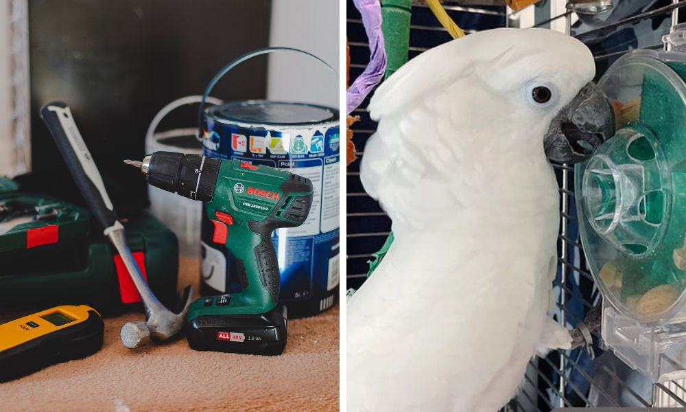 DIY Toys for Cockatoo