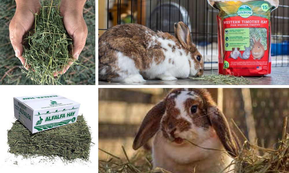 Alfalfa Hay for Rabbits