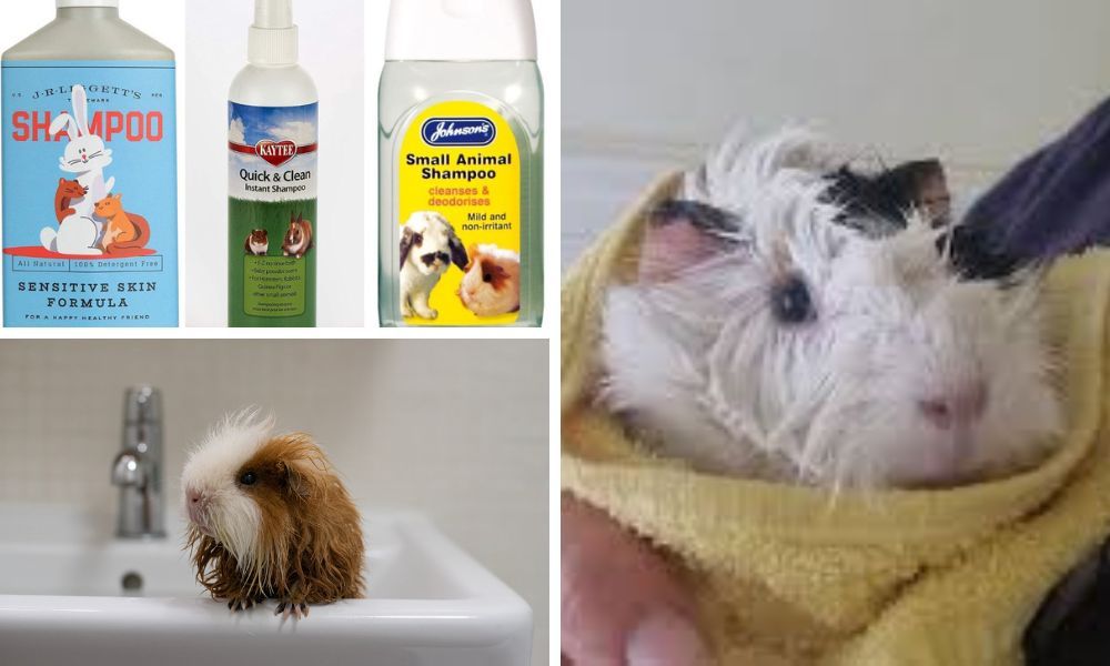 Finding perfect guinea pig shampoo
