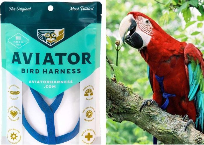 The Benefits of Buying Aviator Macaw Harnesses on Amazon