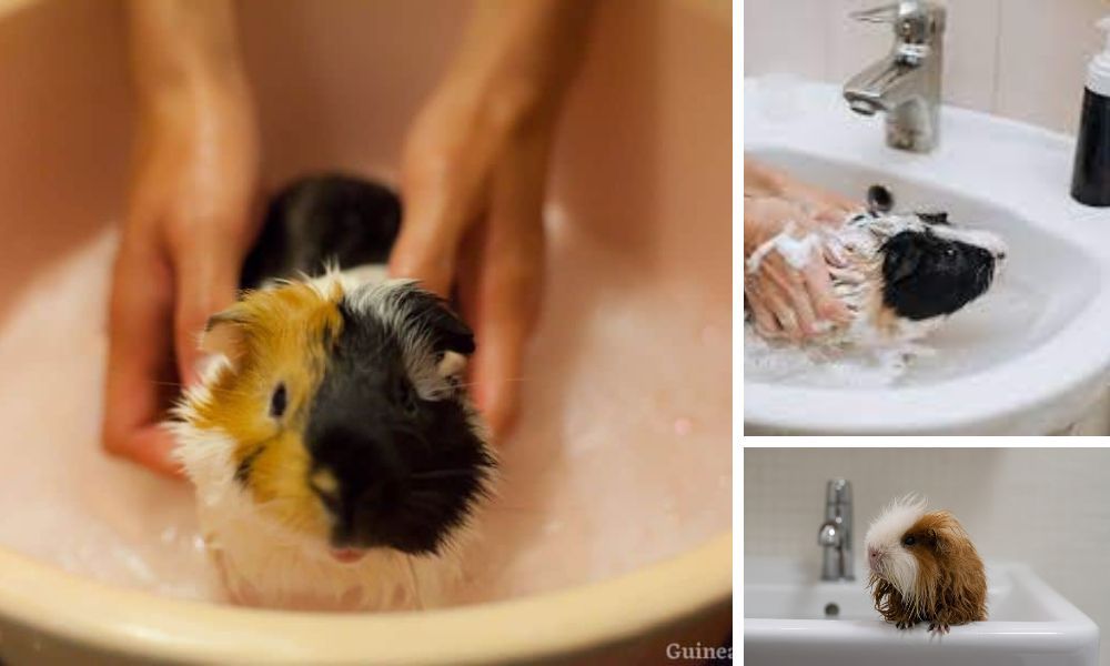 Gently Cleaning Your Guinea Pig with Shampo