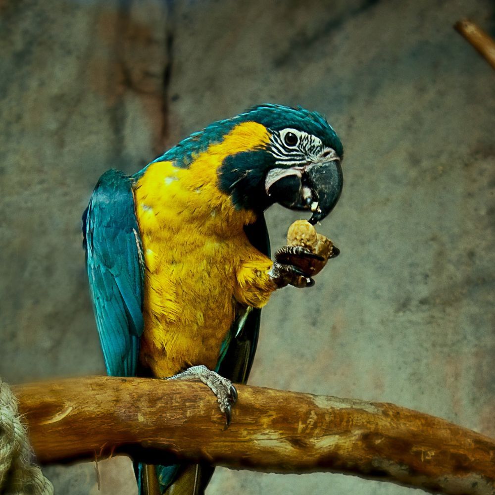 Best Macaw Food