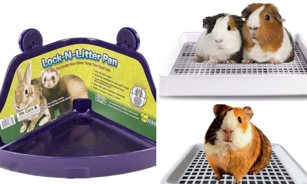Guinea Pig Litter Box