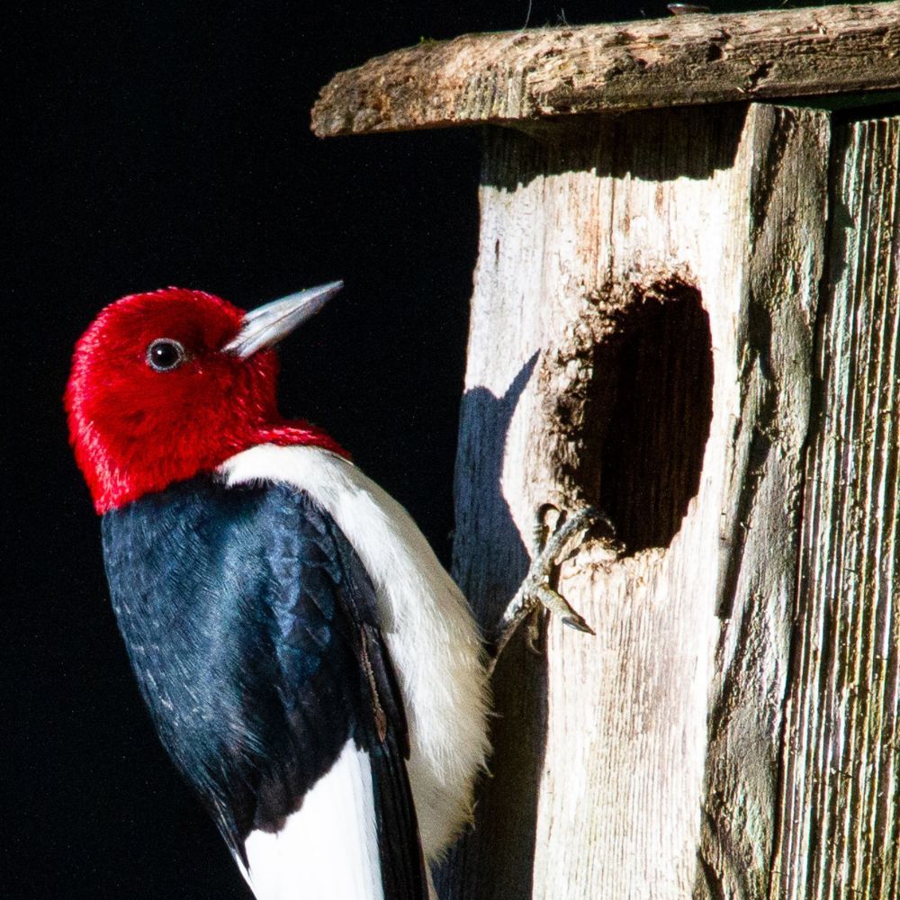 Nesting Boxes for Birds
