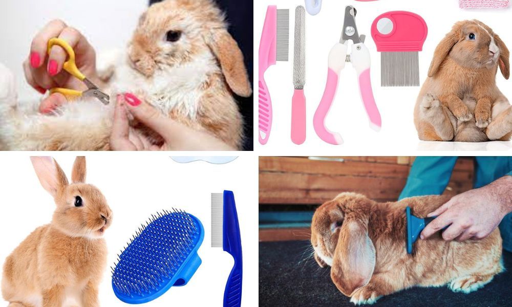 Grooming Kit for Rabbits