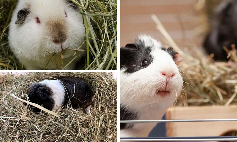Best Hay For Guinea Pigs