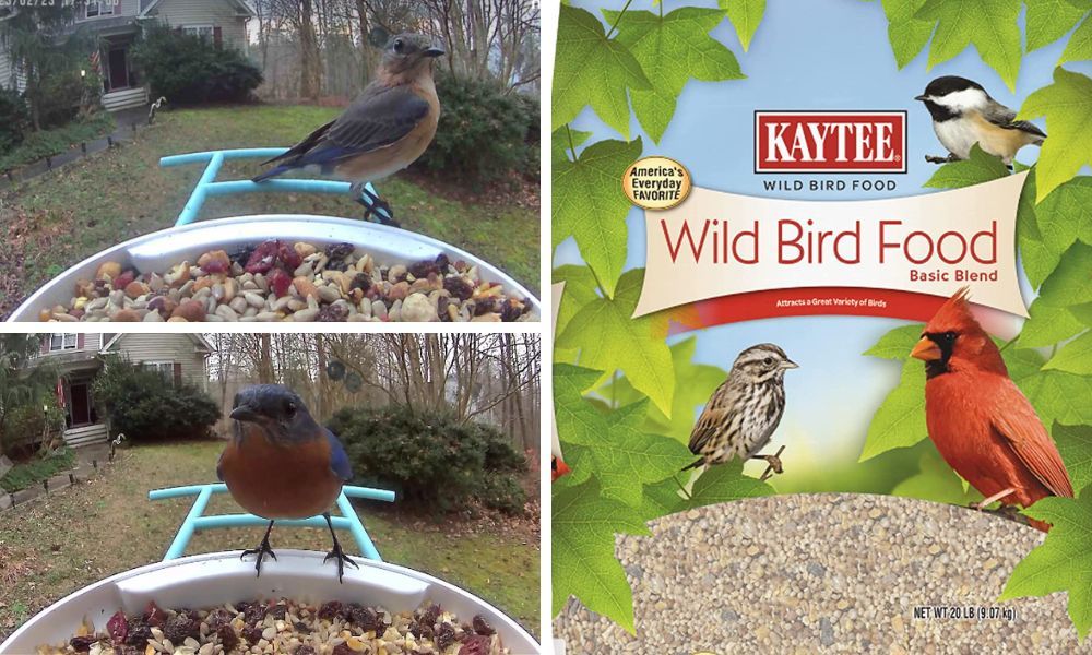 Kaytee Bird Seed