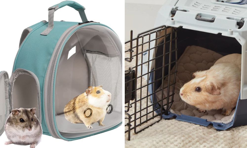 Everything You Need to Know When Choosing Travel Cages for Guinea Pigs