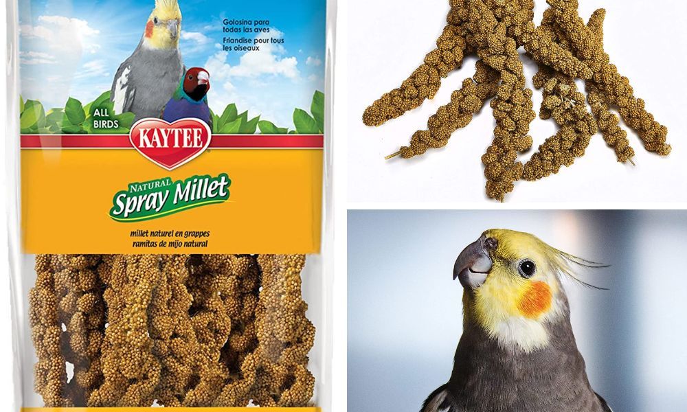 kaytee spray millet for pet birds