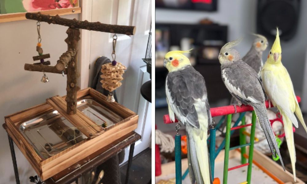 Cockatiel Playground
