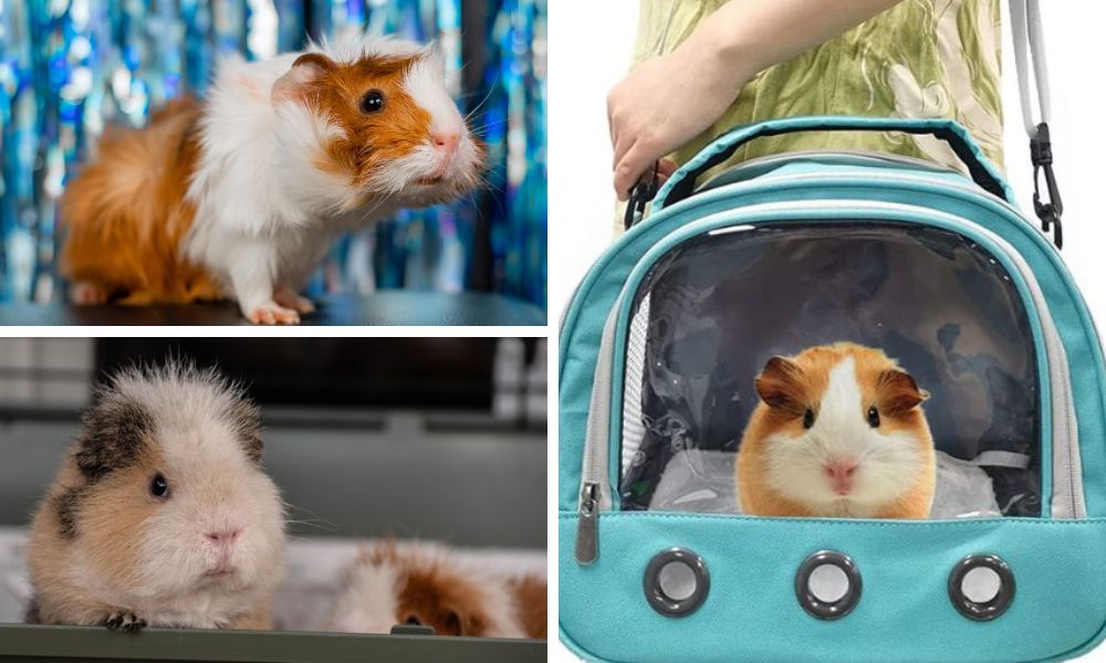 travel cages for guinea pigs