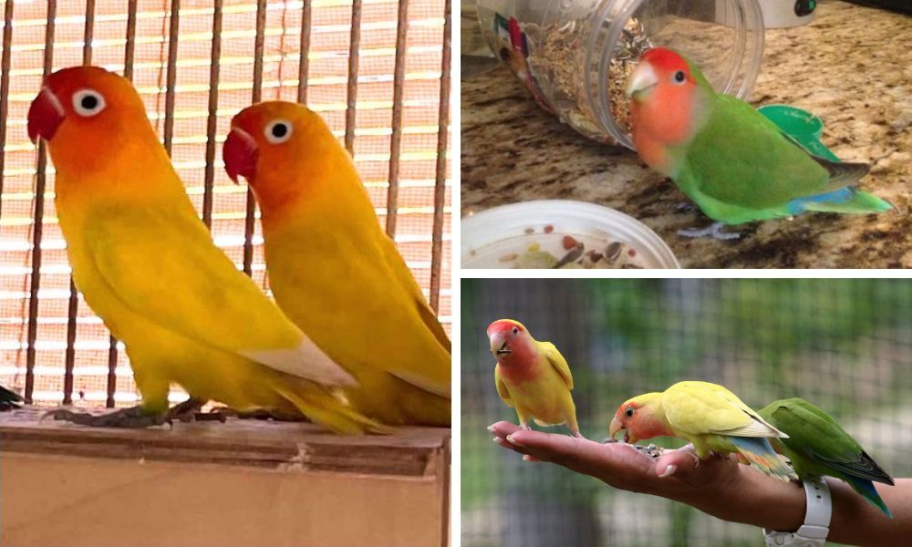 Love Birds Food