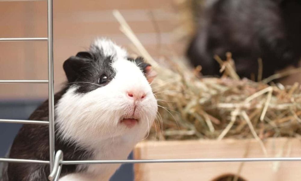 Creative Guinea Pig Cage Ideas for Your Furry Friends