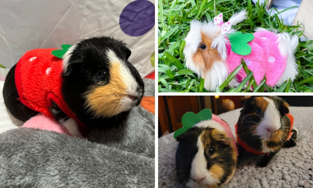 Sweaters For Guinea Pigs