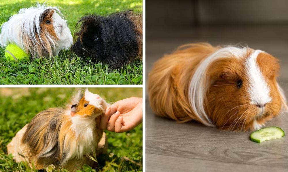 Long Haired Guinea Pigs