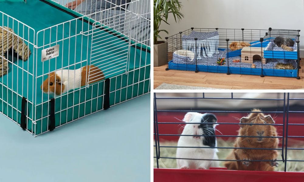 Best Cages for Guinea Pigs