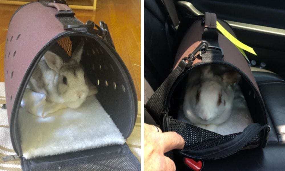 Rabbit Carrier