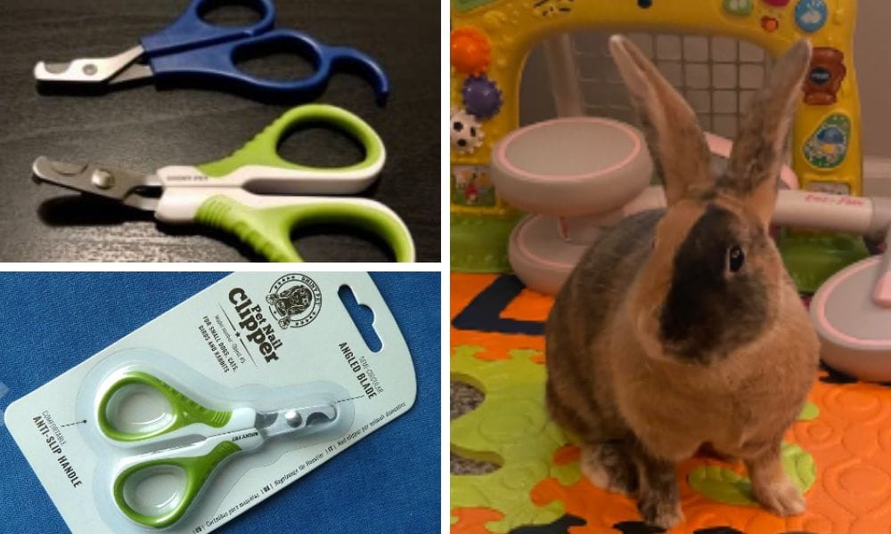 Top 3 Rabbit Nail Clippers