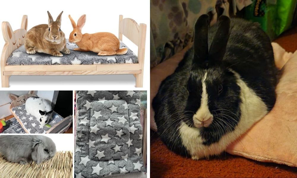Bed for a Rabbit: Top 3 Irresistible Beds That Your Furry Friend Will Adore!