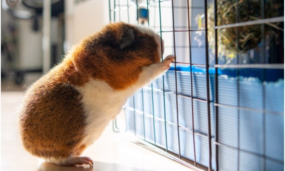 Cages for guinea pigs