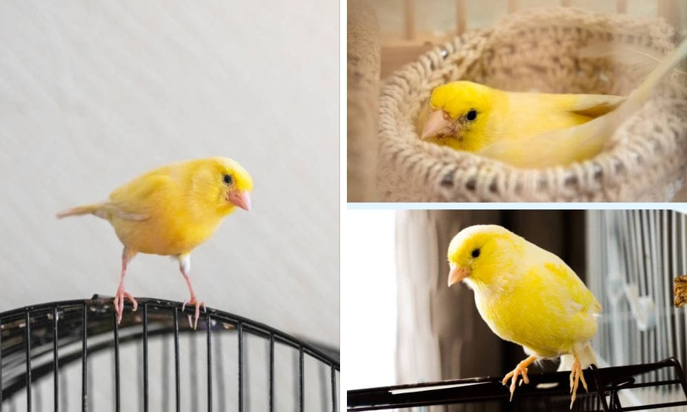 Canary nest