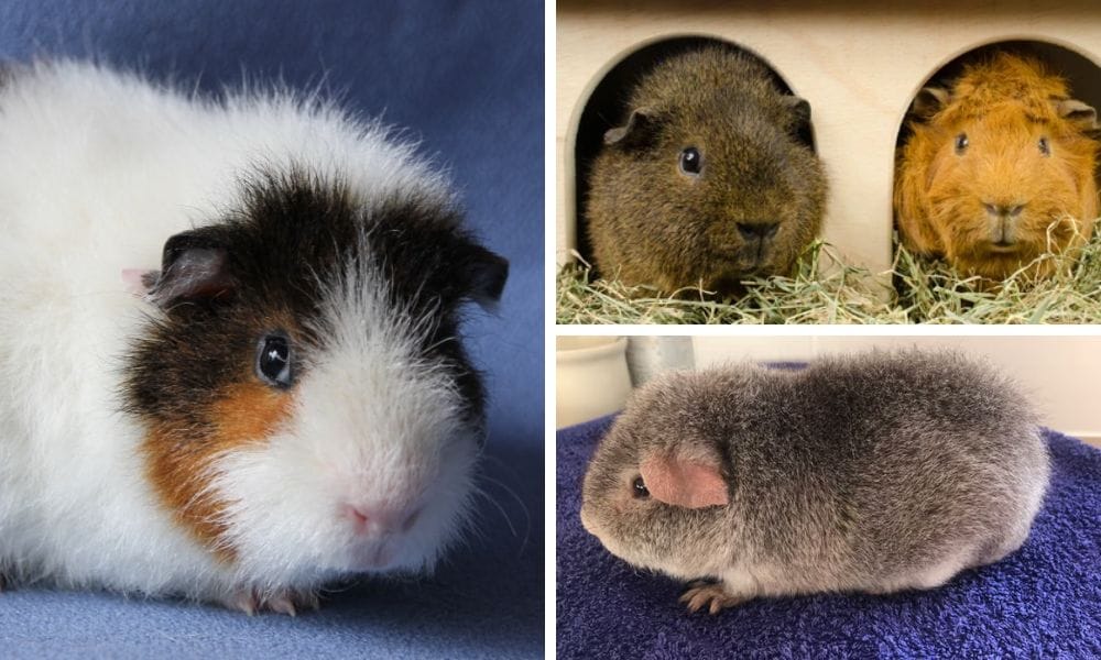 How to Care for Your Rex Guinea Pig: Step-by-Step Guide for Beginners